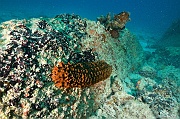 Thelenota ananas Holothurie ananas-Praslin Baie chevalier-10m-20190610-Denis-ADER-DSC_8946_tn